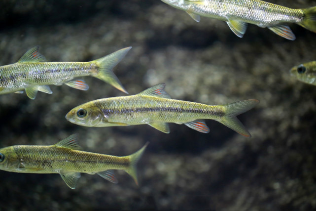 长不足20厘米,重不过百克"泰山赤鳞鱼"一种小型野生鱼类