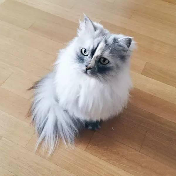 喜马拉雅猫中王子王妃高贵的波斯猫一举一动都透露出贵气