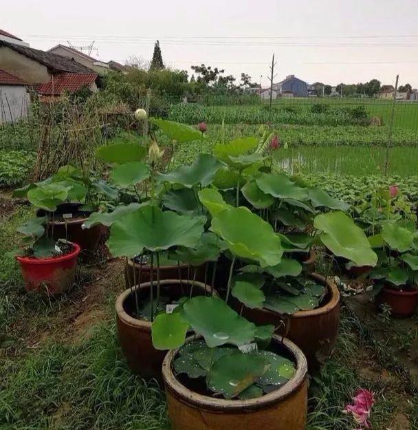 喜欢养花的人太疯狂用家里的大水缸养花真的太美了