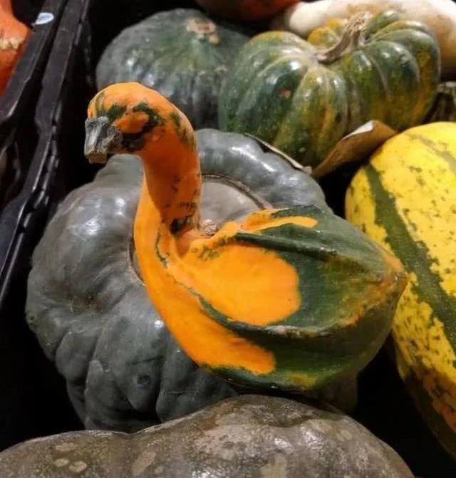 形状千奇百怪的水果们我想知道那个茄子经历了什么