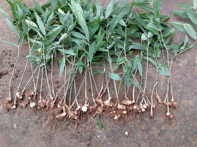 林地1种"竹叶草",开花一串串,年轻人不识货,老人知此草珍贵_腾讯新闻