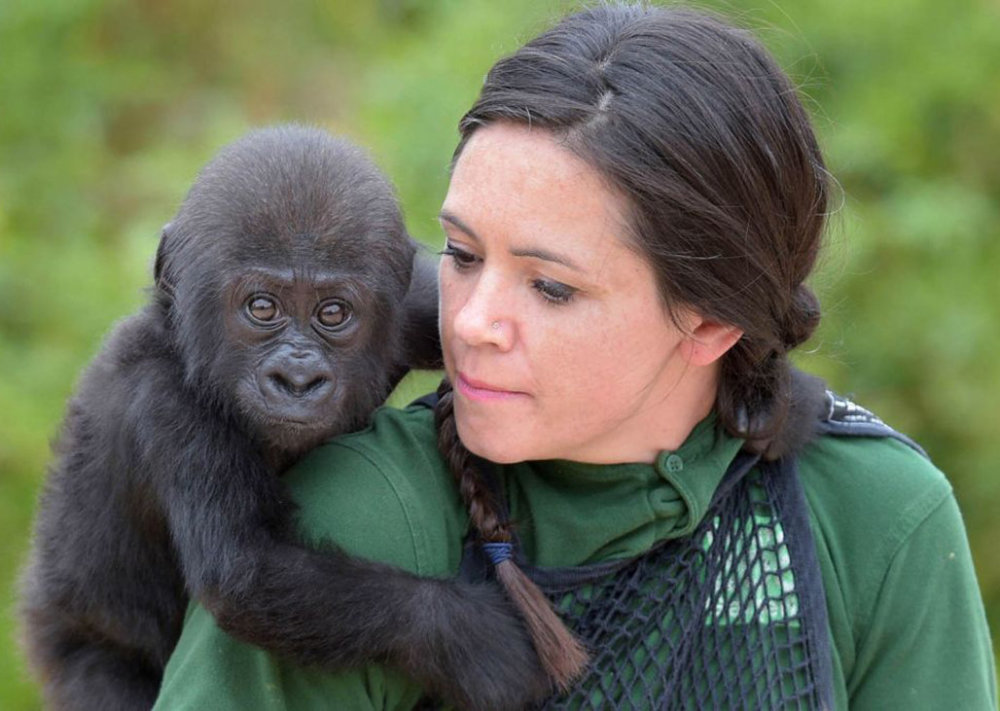 黑猩猩|人类和黑猩猩有生殖隔离吗？苏联科学家找来5名女性，结果怎样？