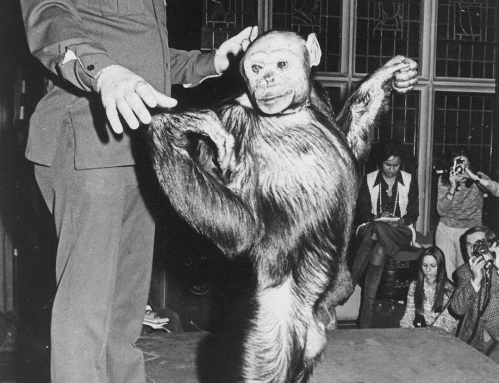 黑猩猩|人类和黑猩猩有生殖隔离吗？苏联科学家找来5名女性，结果怎样？