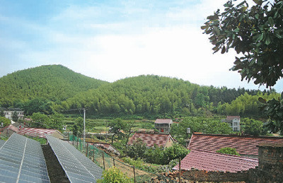 初秋,安徽庐江县矾山镇石峡村,放眼望去,漫山遍野,摇曳多姿的竹子望不