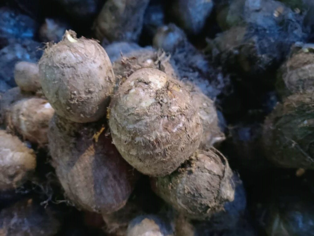 买芋头时,直接挑重的拿就错了,老菜农教你正确挑法,一挑一个准!