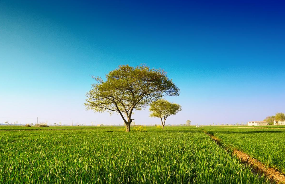 余秀华|李白的“对影成三人”是名句，余秀华写首诗调侃，网友评：有才华