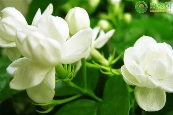 盘点十大最香的花 栀子花 茉莉 丁香花 牡丹花 花卉 月下美人 紫罗兰 夜来香 梅花 十大名花
