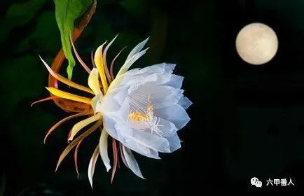 昙花|诡神诗话：五绝·昙花，一现昙花约，韦陀轮转魂