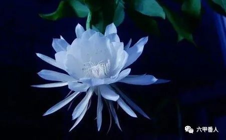 昙花|诡神诗话：五绝·昙花，一现昙花约，韦陀轮转魂
