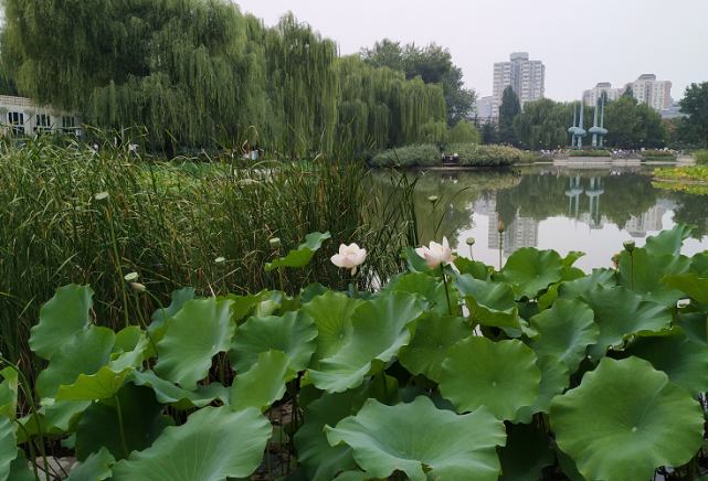 北京小眾景點人定湖公園有歐式庭院現在玫瑰綻放適合拍婚紗照