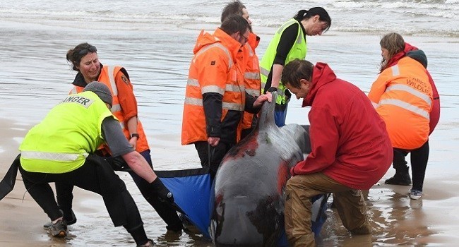 鲸鱼|令人痛心！270头鲸鱼被困澳大利亚海滩，约90头因搁浅死亡