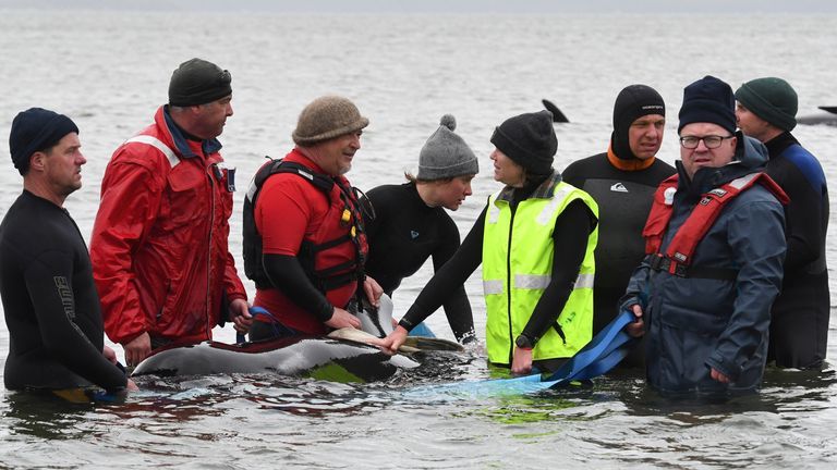 鲸鱼|令人痛心！270头鲸鱼被困澳大利亚海滩，约90头因搁浅死亡