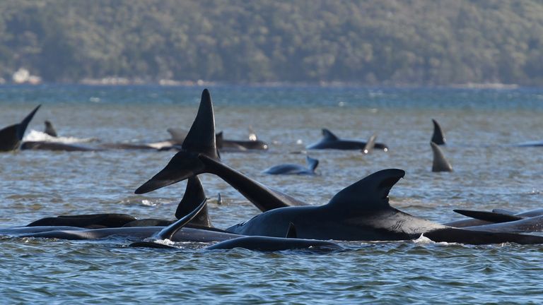 鲸鱼|令人痛心！270头鲸鱼被困澳大利亚海滩，约90头因搁浅死亡