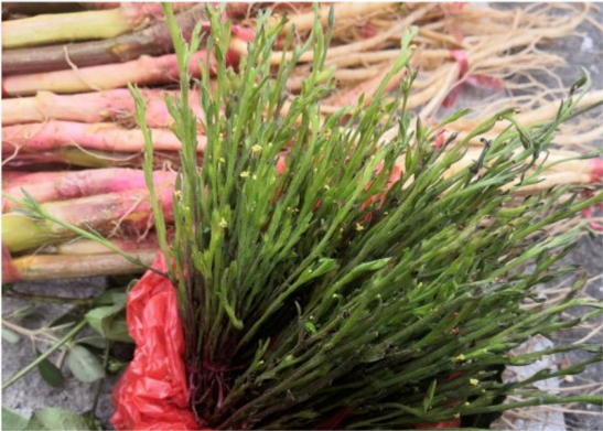 它被称为"孩儿草",聪明妈妈用它炖汤,孩子不积食,身体棒棒哒