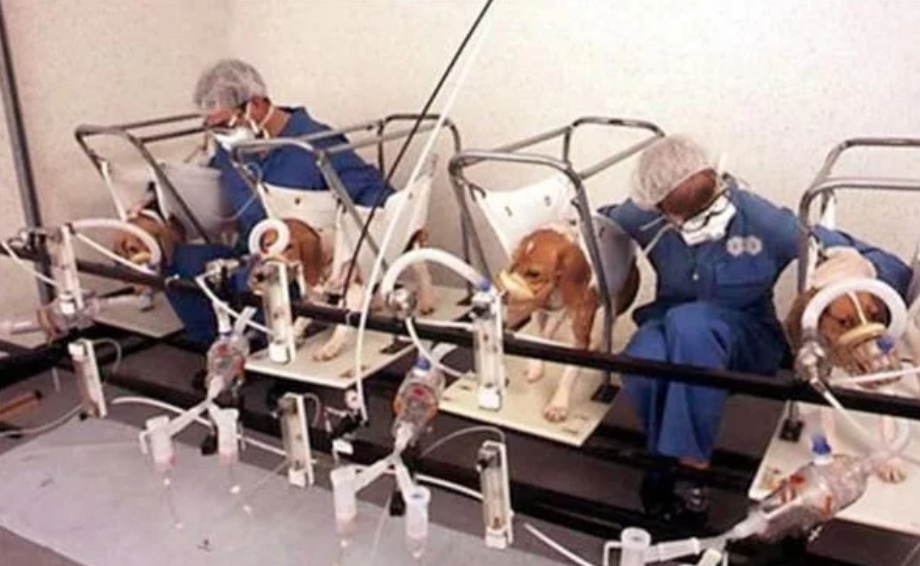 玛丽|当年烟草公司耗费3年时间，每天让狗抽100根烟证明吸烟无害，结局如何？