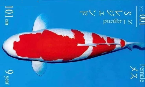 拍卖|人傻钱多？2亿买条鱼，与10倍利润挂钩，中国土豪在拍卖界火了