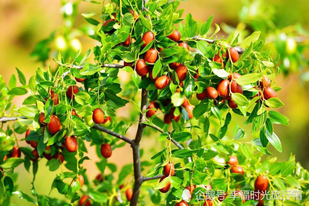 老舍|四两重的螃蟹6毛一对，老舍笔下的中秋，所有美好的回忆都回来了