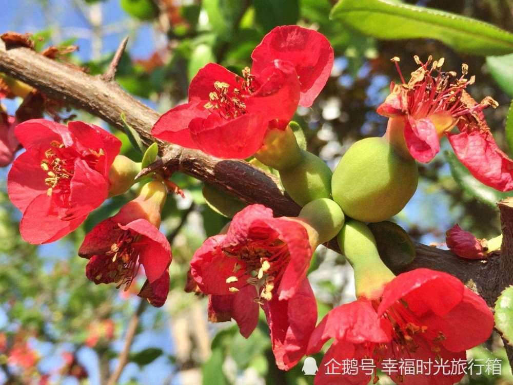 老舍|四两重的螃蟹6毛一对，老舍笔下的中秋，所有美好的回忆都回来了