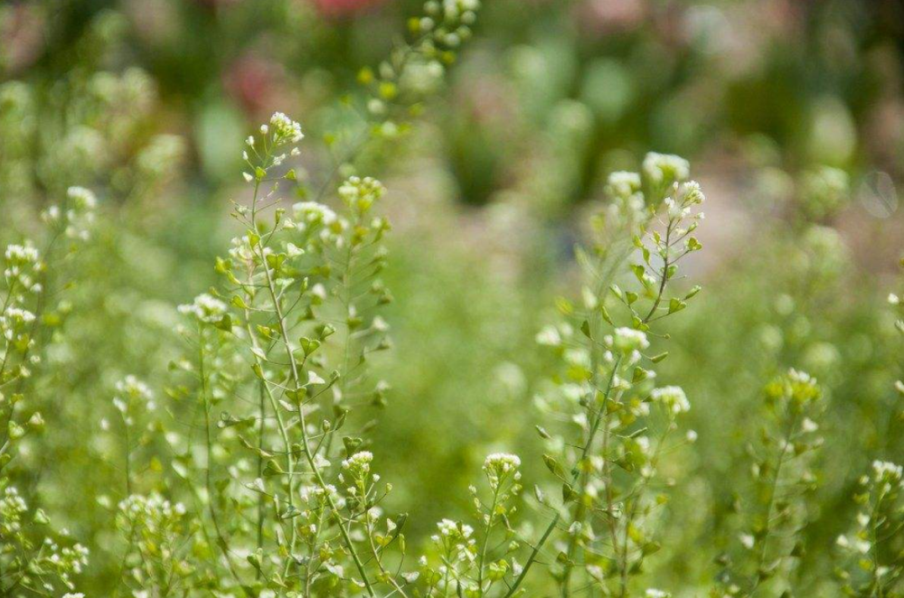 诗词大会考孟浩然的 过故人庄 难倒13位选手 观众的点评有才 腾讯新闻