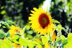 凉水河|初秋漫步凉水河畔金色花海