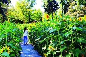 凉水河|初秋漫步凉水河畔金色花海