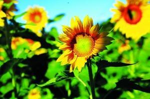 凉水河|初秋漫步凉水河畔金色花海