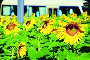 凉水河|初秋漫步凉水河畔金色花海