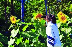 凉水河|初秋漫步凉水河畔金色花海