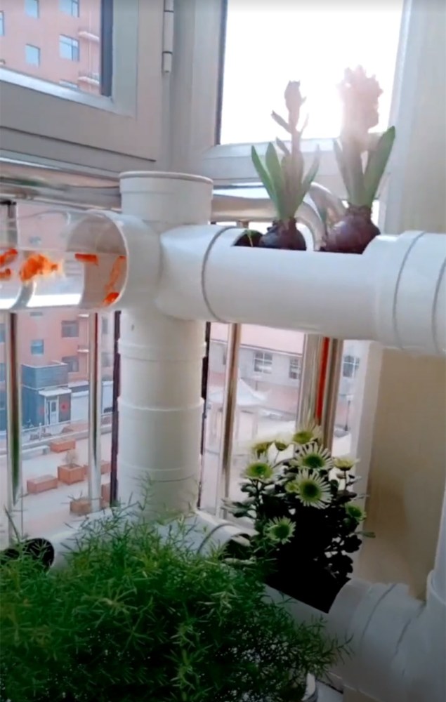 去朋友家参观,被她家阳台圈粉了,塑料管养花养鱼回家我也弄一个_腾讯