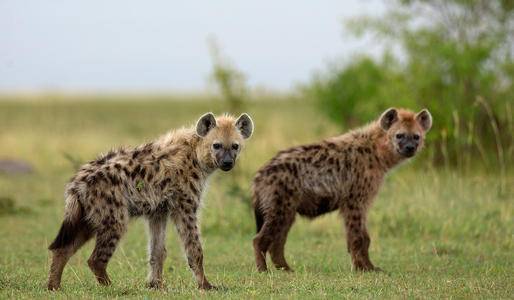 鬣狗|成年雄狮熟睡时，“掏肛者”鬣狗能偷袭成功吗？