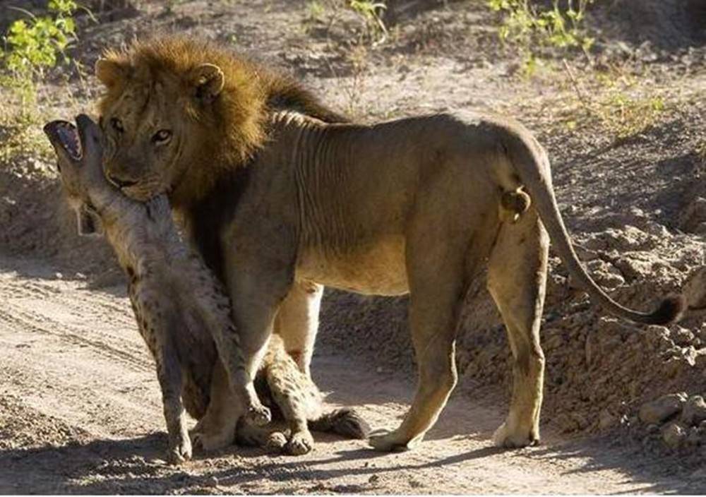 鬣狗|成年雄狮熟睡时，“掏肛者”鬣狗能偷袭成功吗？