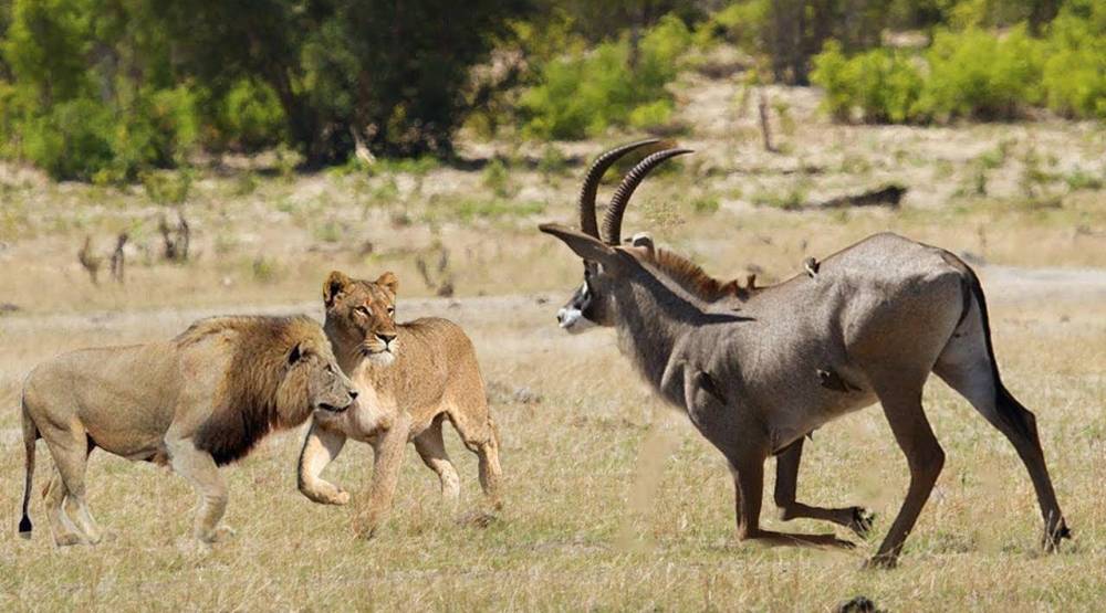 鬣狗|成年雄狮熟睡时，“掏肛者”鬣狗能偷袭成功吗？