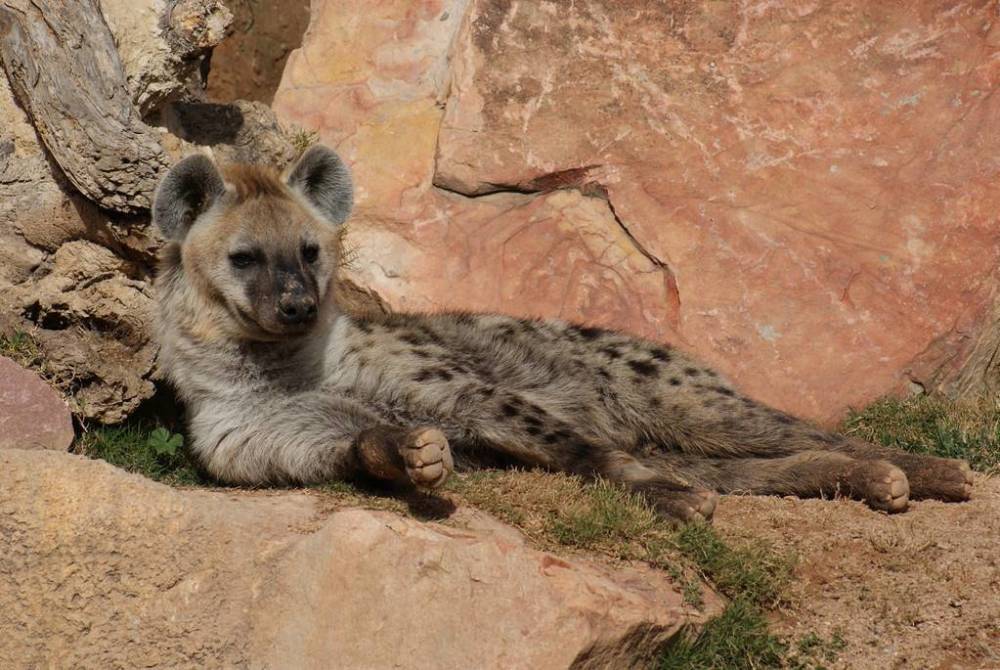 鬣狗|成年雄狮熟睡时，“掏肛者”鬣狗能偷袭成功吗？