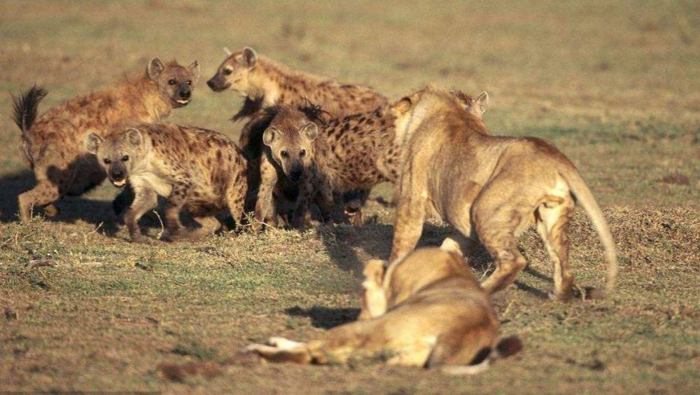鬣狗|成年雄狮熟睡时，“掏肛者”鬣狗能偷袭成功吗？