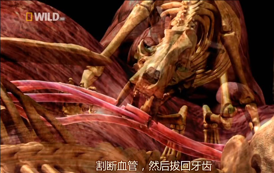 鬣狗|成年雄狮熟睡时，“掏肛者”鬣狗能偷袭成功吗？