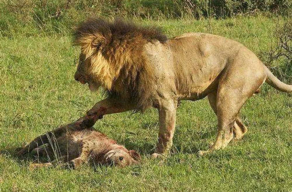 鬣狗|成年雄狮熟睡时，“掏肛者”鬣狗能偷袭成功吗？