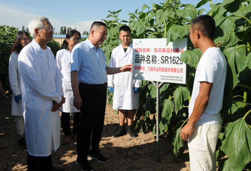 向日葵|“仿种子”之乱：10年自研打败垄断，却败给国内几十种冒牌货