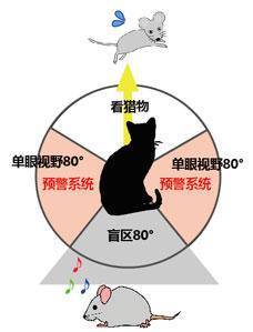 食草动物|为什么自然界没有进化出进攻性的食草动物？