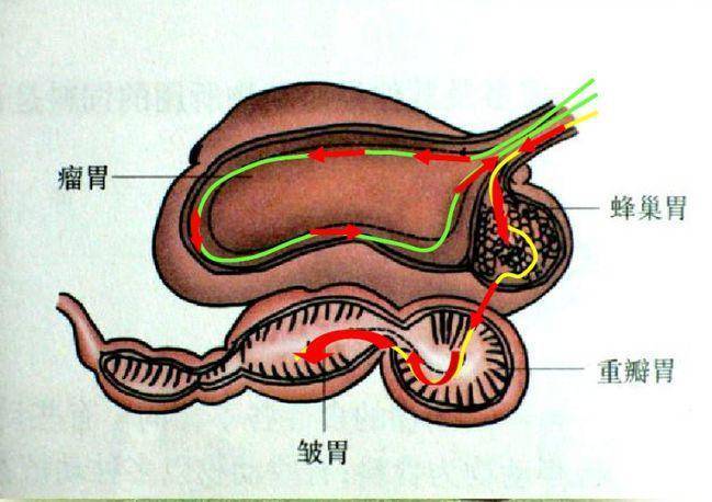 食草动物|为什么自然界没有进化出进攻性的食草动物？