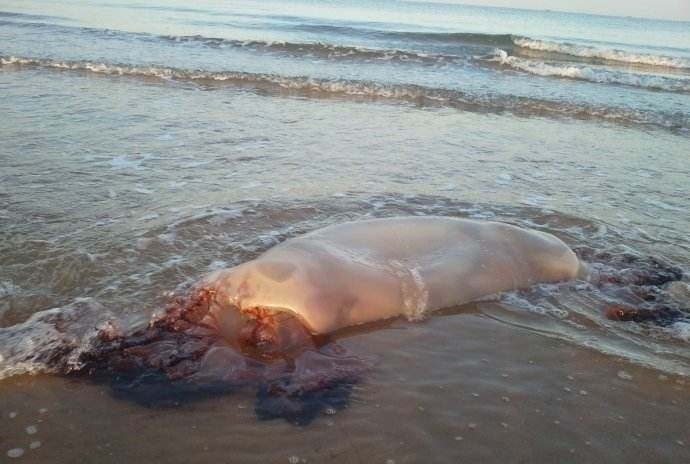 这种大型水母在处理的时候,并不像美国人习惯的捞上来,切一切,然后