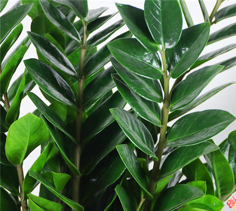 金钱树换小盆养不烂根易爆盆叶片浓绿招财旺
