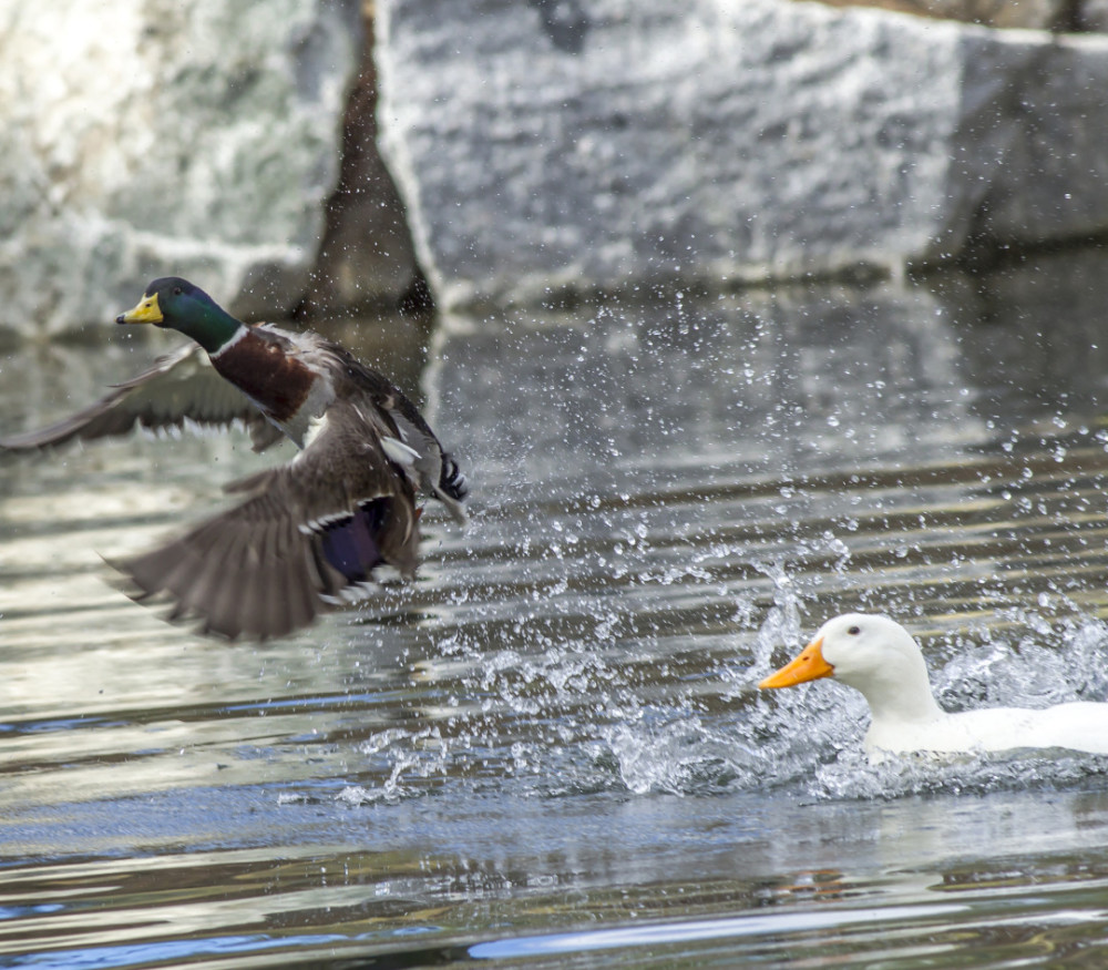 南京|北京烤鸭为何来自南京？