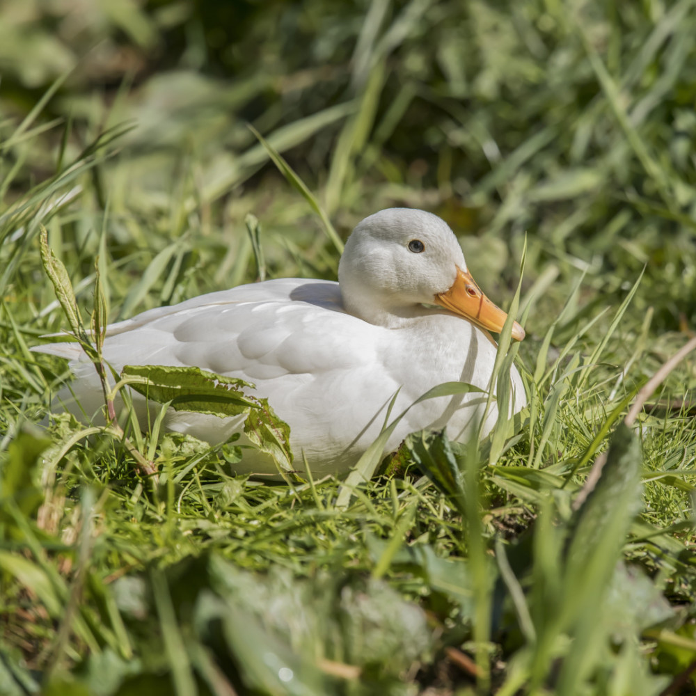 南京|北京烤鸭为何来自南京？