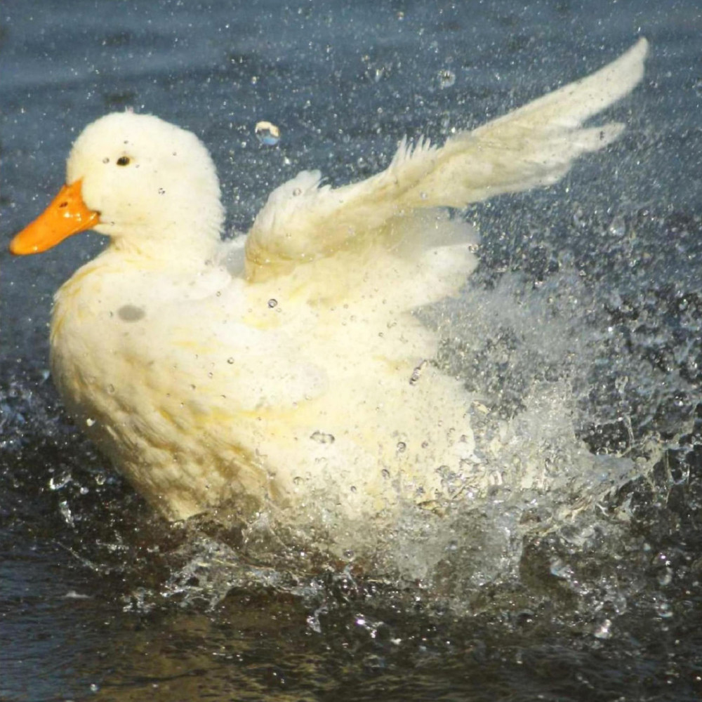 南京|北京烤鸭为何来自南京？