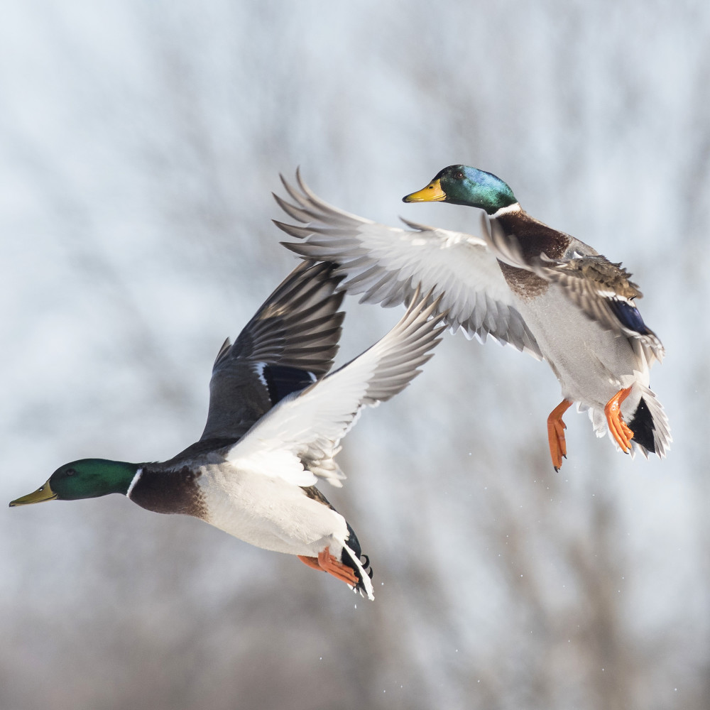 南京|北京烤鸭为何来自南京？