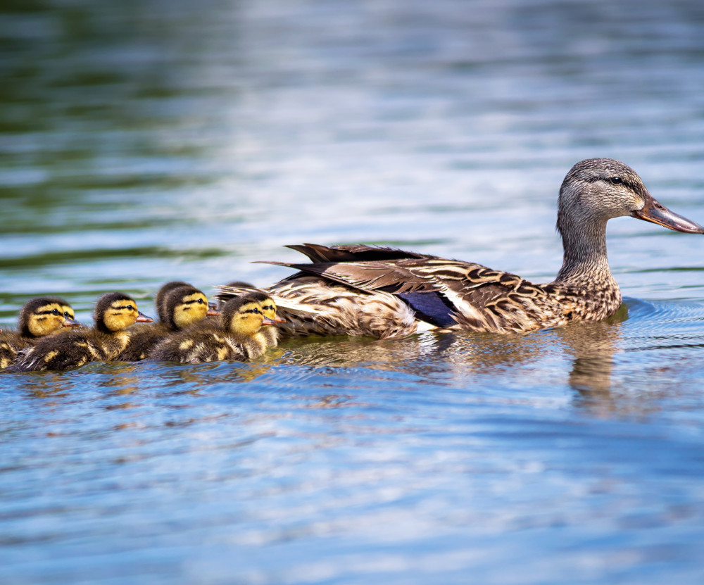 南京|北京烤鸭为何来自南京？