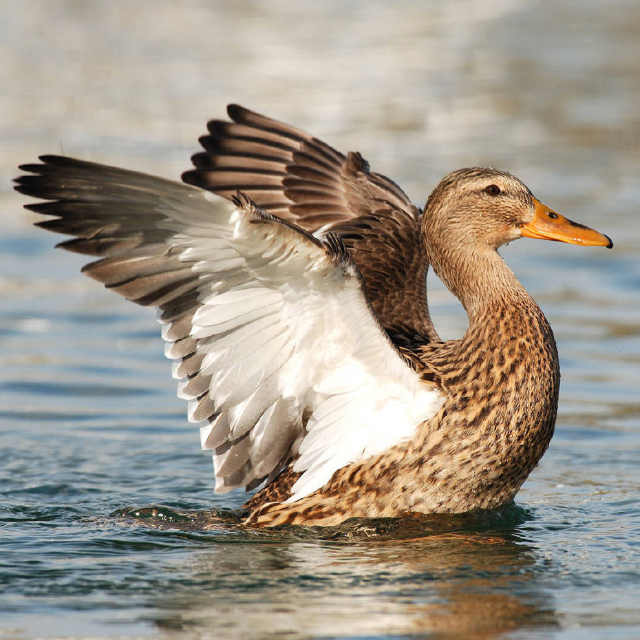南京|北京烤鸭为何来自南京？
