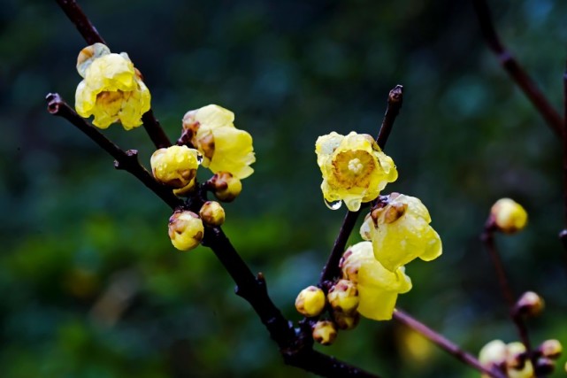 10月初期間桃花順風而來迎來姻緣比翼雙飛的四大生肖