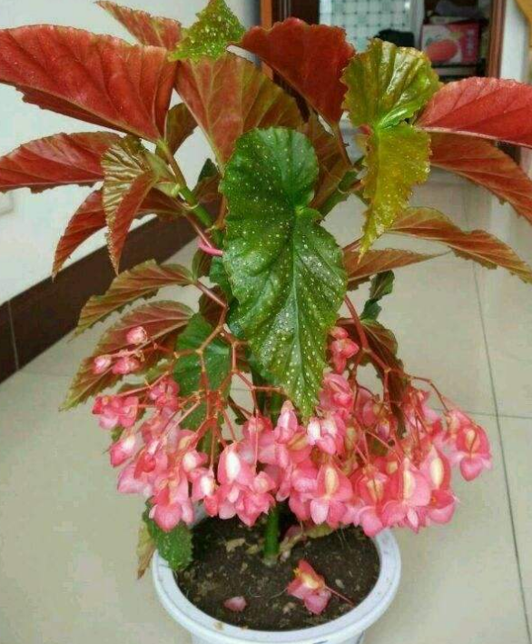 银星海棠特能开,阳台种一盆,一开就是一整年!