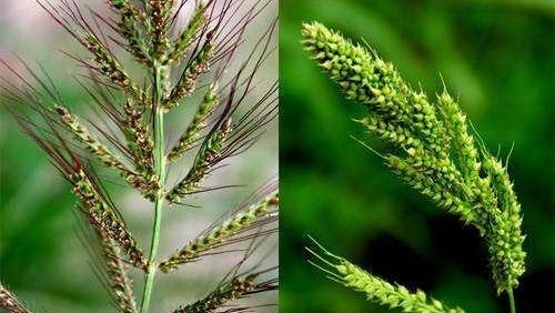 农村稻子和稗子长得像"姐妹",简单掌握4点,一眼就能区分_腾讯新闻